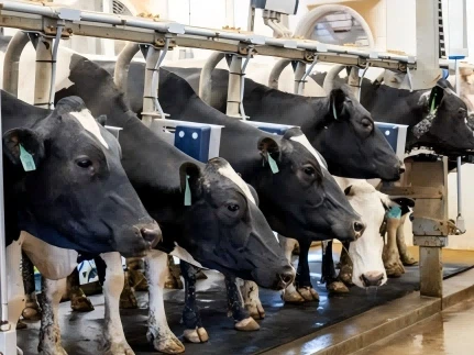 CowTag prilagođena ušna markica: otvorite novu eru pametnog uzgoja goveda